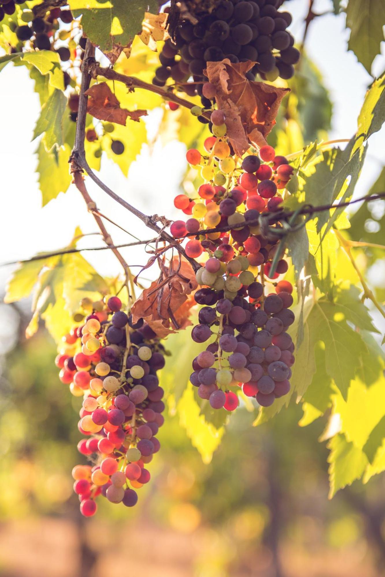 Agriturismo I Poggilunghi 시비텔라인발디키아나 외부 사진